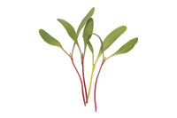 Chard, Rainbow – Microgreen Seed