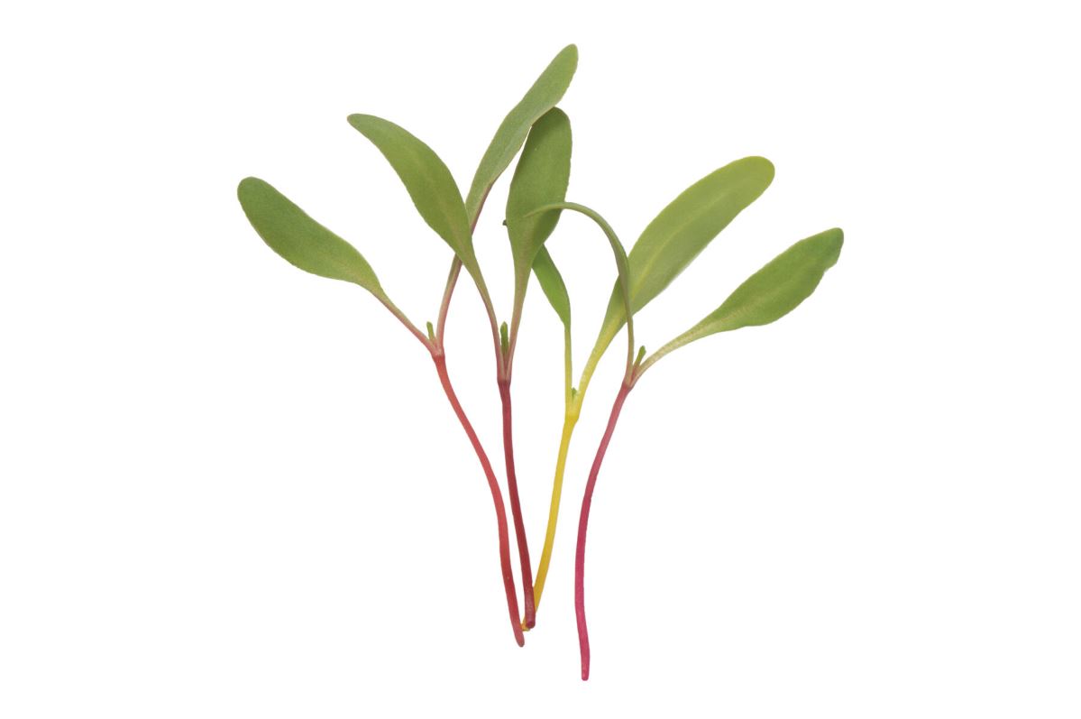 Chard, Rainbow – Organic Microgreen Seed