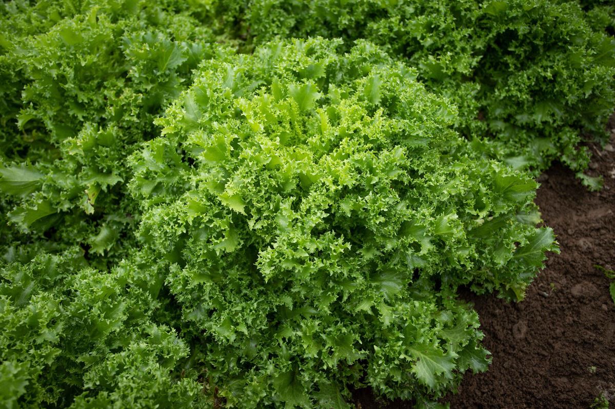 Curlesi – Endive Seed