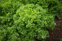 Curlesi – Endive Seed