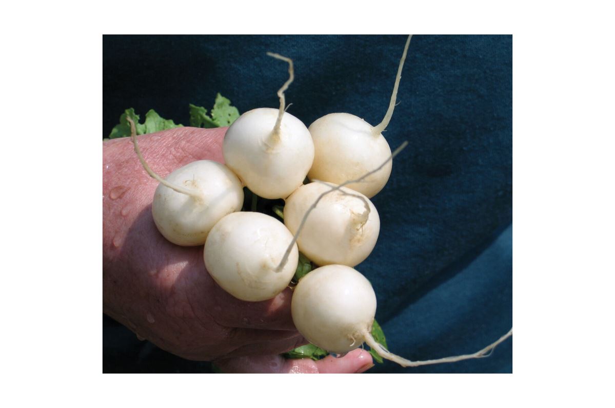 Pearl – Organic White Radish Seeds