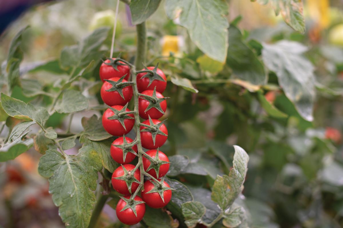 Supersweet 100 – Tomato Seed