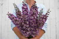 Magic Fountains Cherry Blossom – Delphinium Seed