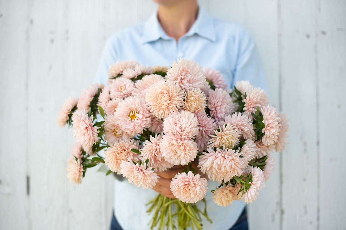 King Size Apricot – China Aster Seed