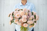 King Size Apricot – China Aster Seed