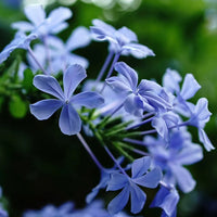 Blue Plumbago Flower Seeds