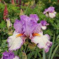 Swept Off My Feet Reblooming Bearded Iris Seeds