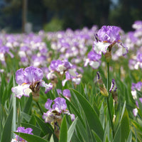 Swept Off My Feet Reblooming Bearded Iris Seeds