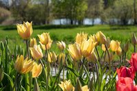 Blushing Beauty – Tulip