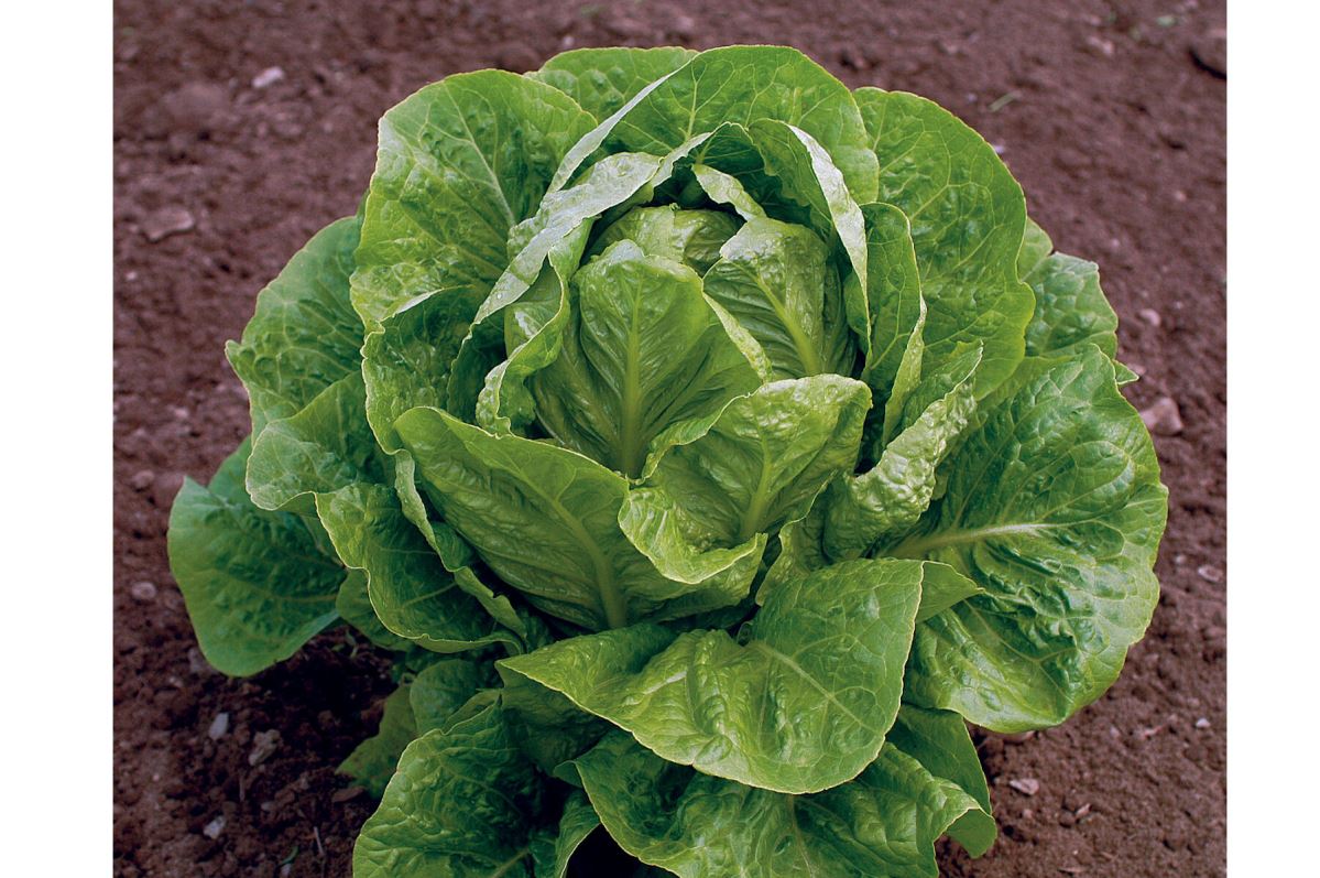 Jericho – Organic Lettuce Seed
