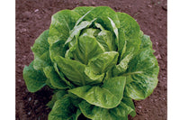 Jericho – Organic Lettuce Seed