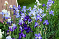 Heavenly Blues Iris Mixture Super Sak