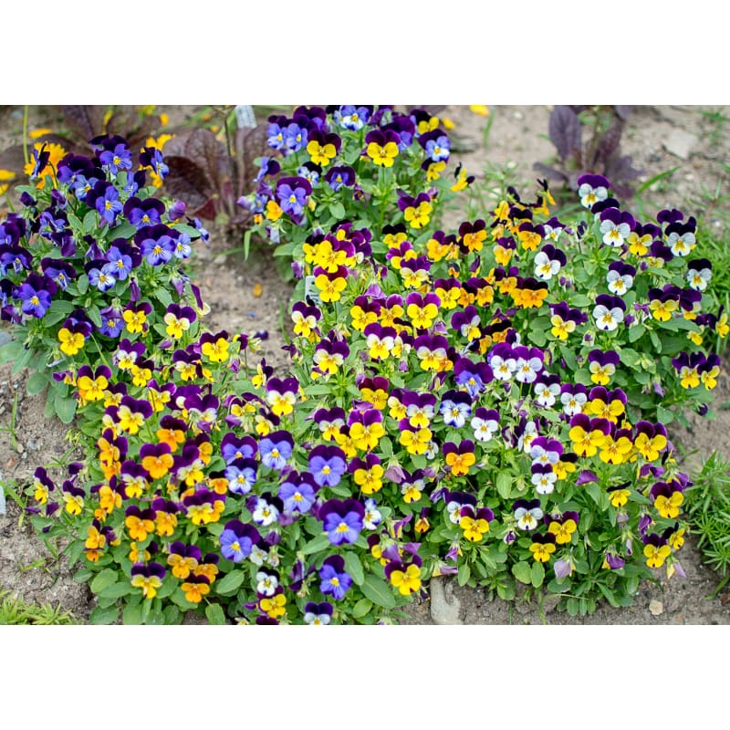 Viola Sorbet Mix Seeds