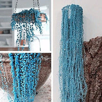 Blue Pearl Chlorophytum Seeds