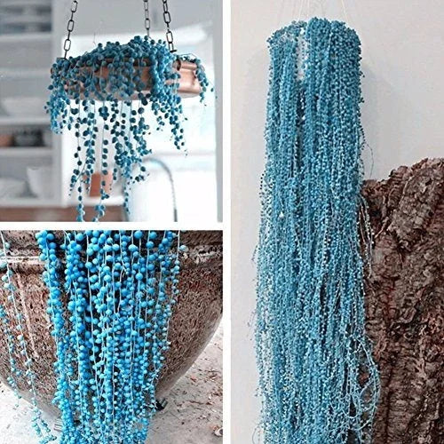 Blue Pearl Chlorophytum Seeds