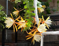 Heirloom Yellow White Epiphyllum Flower Seeds – Non-GMO Exotic Night Blooms for Garden Planting