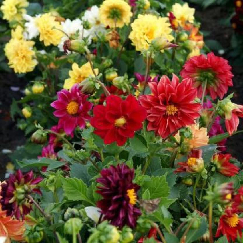 Improved Beeline Dahlia Mixture