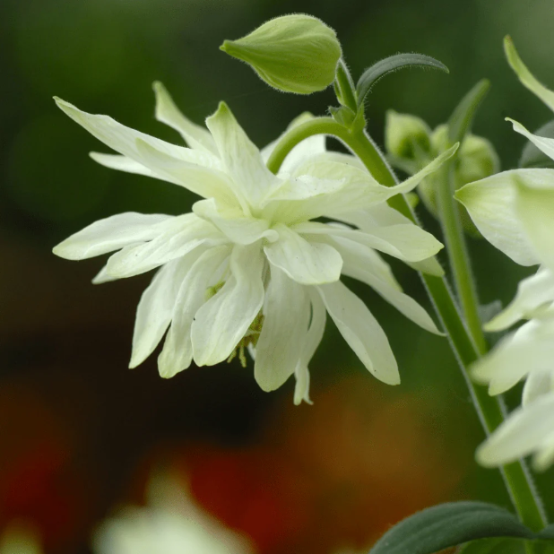 Columbine Lime Sorbet Seeds