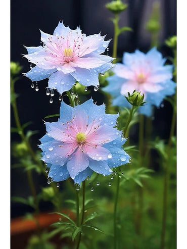 Love-In-A-Mist Seeds