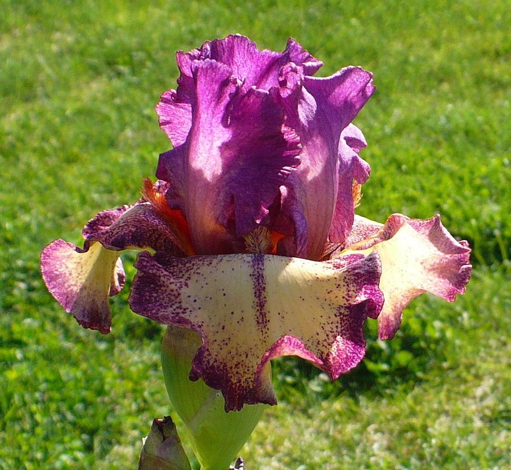 Rock Star Reblooming Bearded Iris Seeds