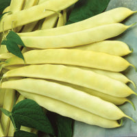 Capitano – Bean Seed