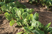 Red Kitten – Spinach Seed