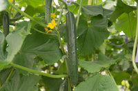 Nokya – Cucumber Seed