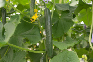 Nokya – Cucumber Seed