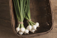 Pompeii – Onion Seed