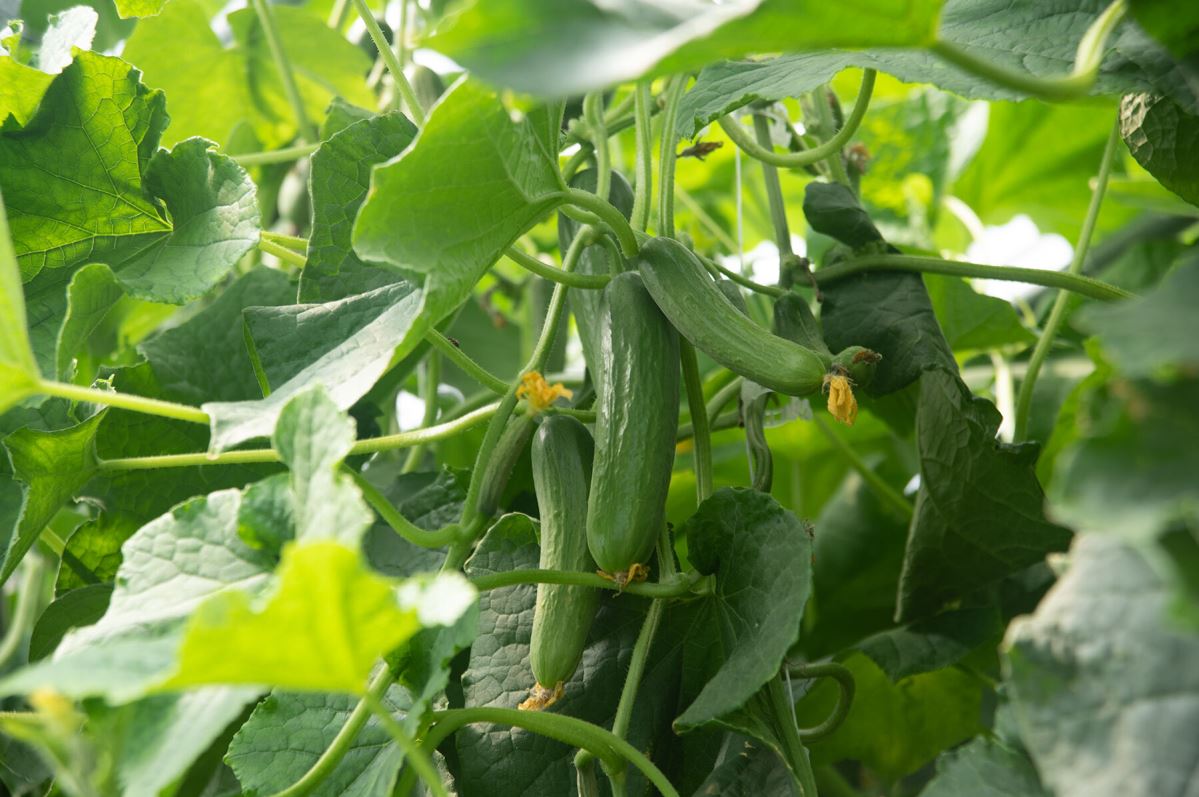 Picolino – Cucumber Seed