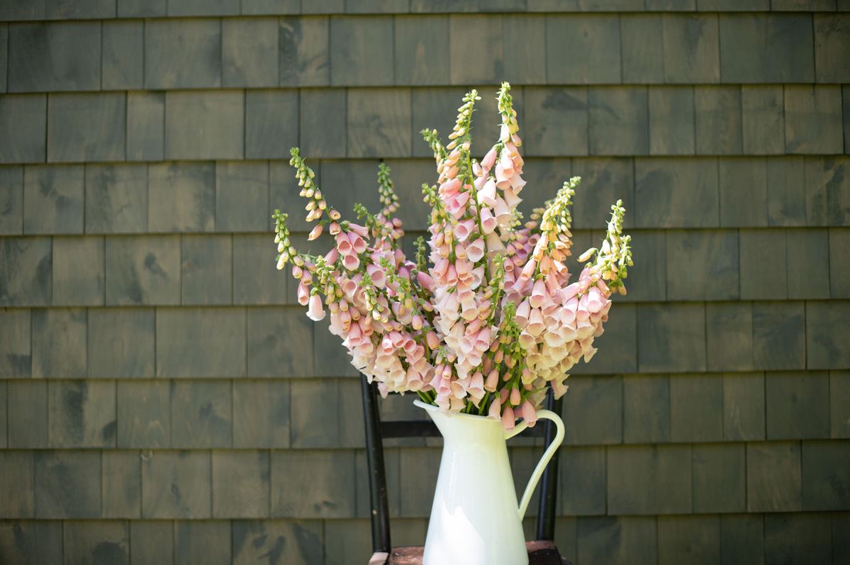 Pink Gin – Digitalis Seed