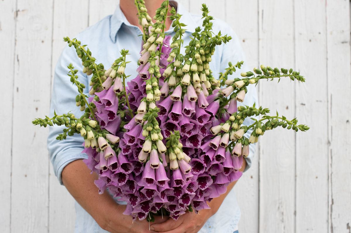 Sugar Plum – Digitalis Seed