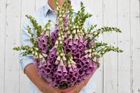 Sugar Plum – Digitalis Seed