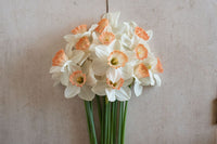 Pink Charm – Narcissus