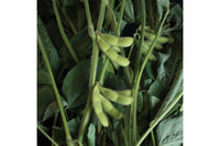 Karikachi – Soybean Seed