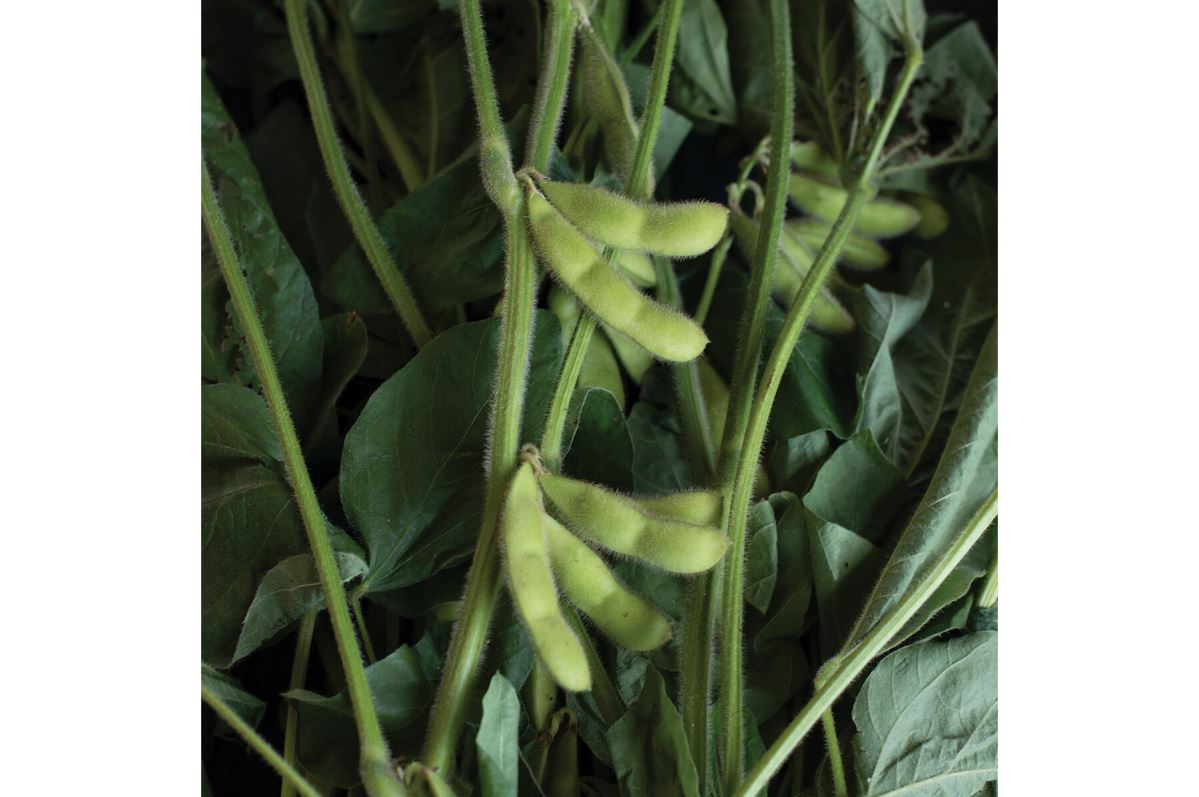 Karikachi – Soybean Seed