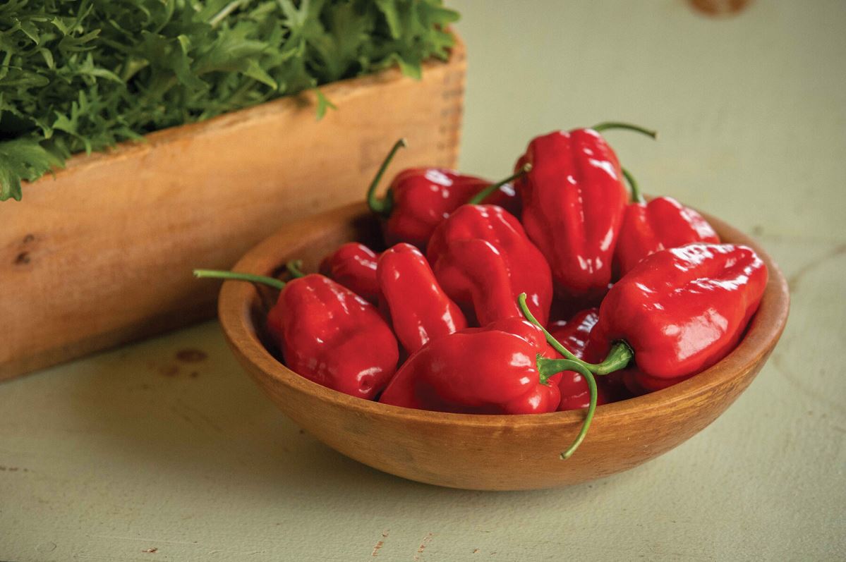 Roulette – Habanero Pepper Seed