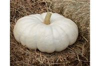 Flat Stacker – Pumpkin Seed