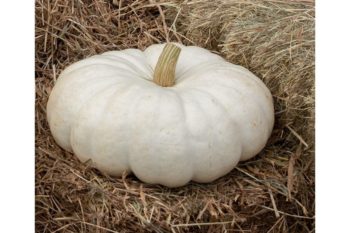 Flat Stacker – Pumpkin Seed