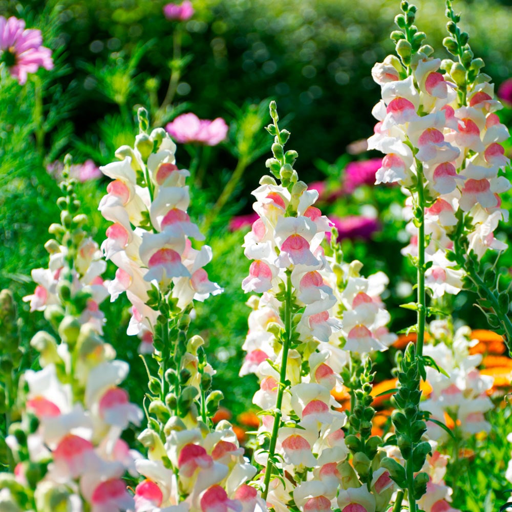 Snapdragon- Appleblossom