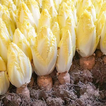 Chicory-Golden Endive Seeds