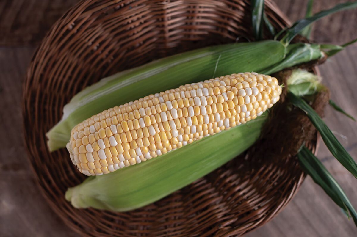 Natural Sweet –  Organic Corn Seed