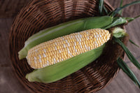 Natural Sweet –  Organic Corn Seed