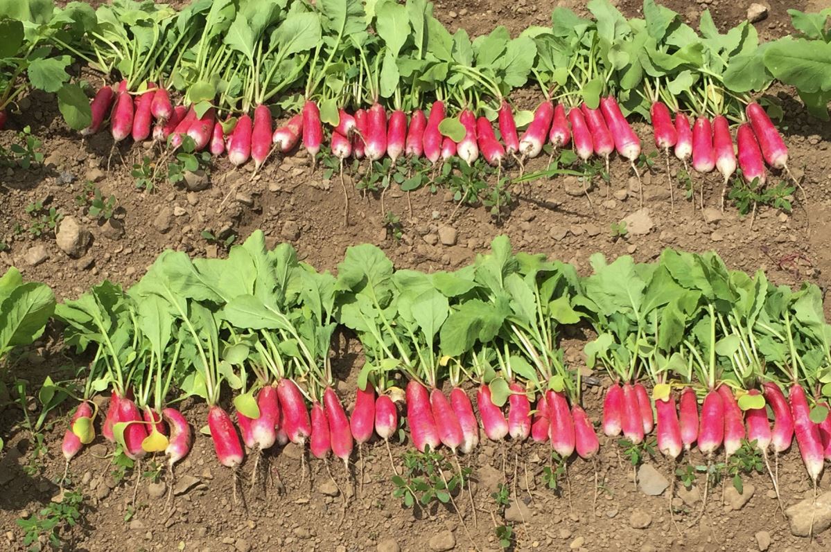 Nelson – Radish Seed