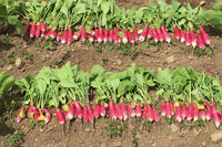 Nelson – Radish Seed