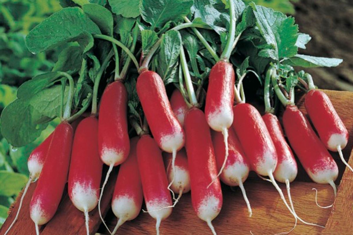 Nelson – Radish Seed