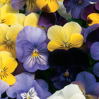 Viola Sorbet Mix Seeds