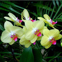 Phalaenopsis Rare Orchid Seeds Bonsai Plants Flowers Seeds