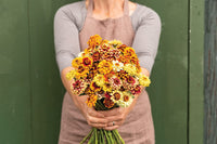 Persian Carpet – Heirloom & Organic Zinnia Seeds