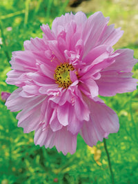 Double Click Bicolor Pink – Cosmos Seed